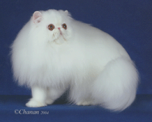 Best Cat in Championship