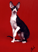 Best Kitten