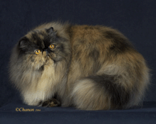 Best Cat in Premiership