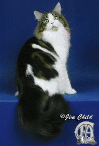 Best Cat in Championship