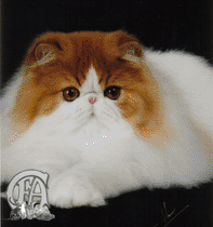 Best Kitten