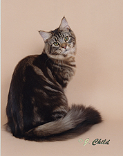 CH-ClassicCool-Sedona-Of-Jencat