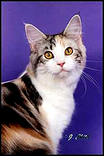 GC-Jaljemars-La-Paladina-Of_Jencat