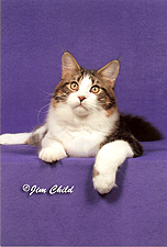 11_TelecoonsClarkKentOfJencat2