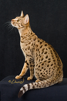 egyptian male cat